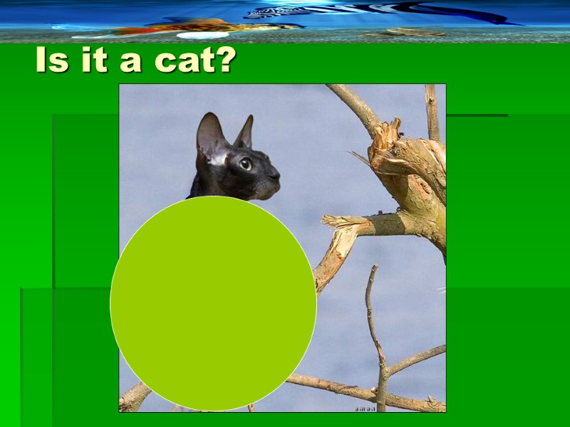 Is it a cat?